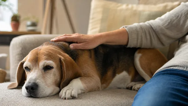 Senior Beagle with a graying muzzle resting beside its owner at home
