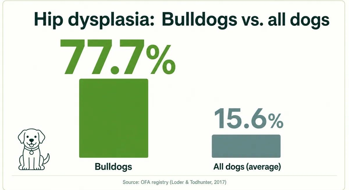 Comparison graphic — hip dysplasia affects 77.7% of Bulldogs vs 15.6% of all dogs (OFA registry)